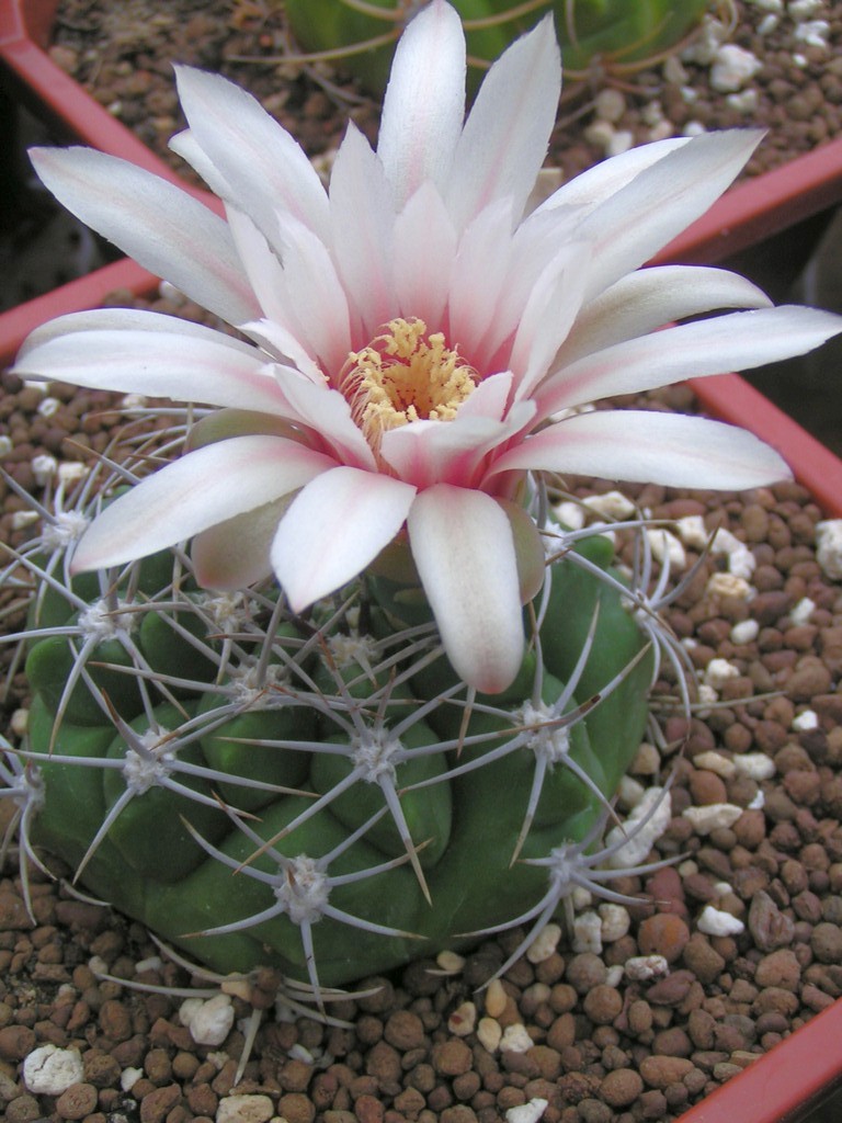 Gymnocalycium kurtzianum